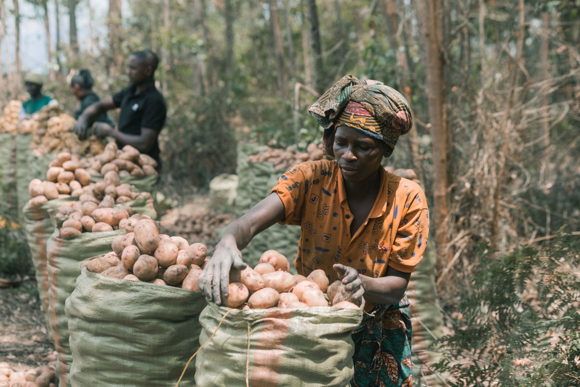 Agricultural landscape showing sustainable farming practices